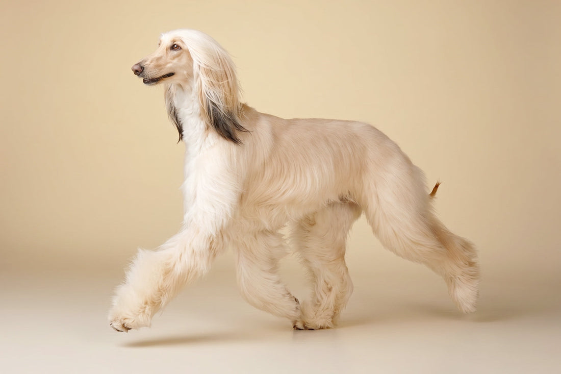 Documento di pedigree canino con i dati genealogici registrati