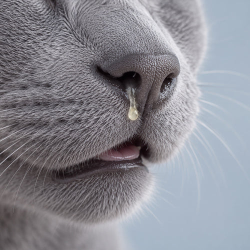 Constipações em gatos: sintomas, prevenção e alimentação