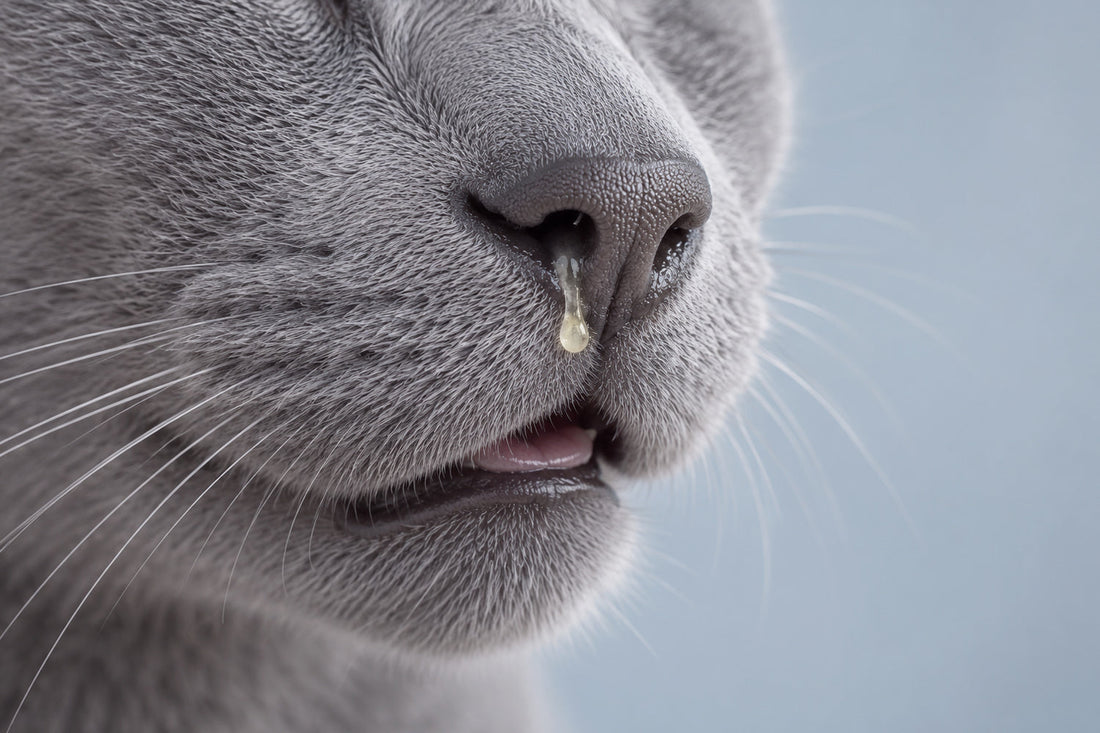 Resfriados en gatos: síntomas, prevención y cómo ayudarles con la alimentación