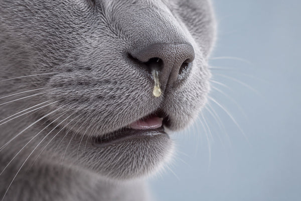 Resfriados en gatos: síntomas, prevención y cómo ayudarles con la alimentación