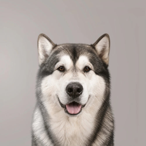 Malamute dell'Alaska