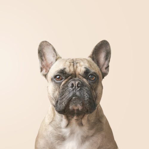 Bulldogue francês