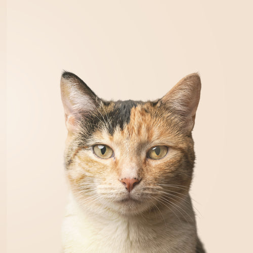 Calico Cat