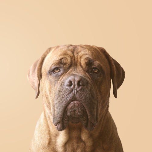 Dogue de Bordeaux