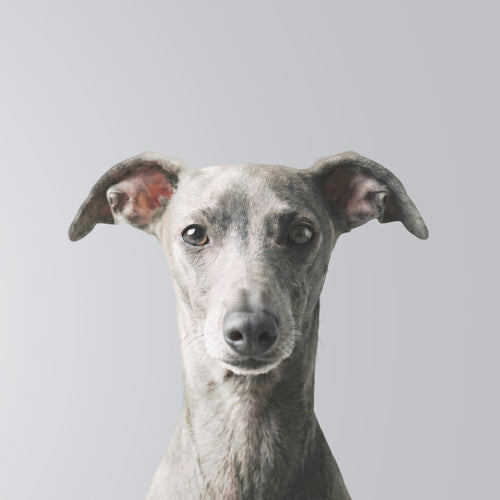 Galgo italiano