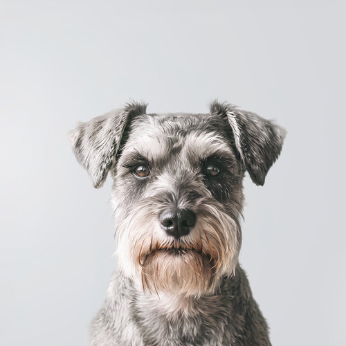 Miniature Schnauzer