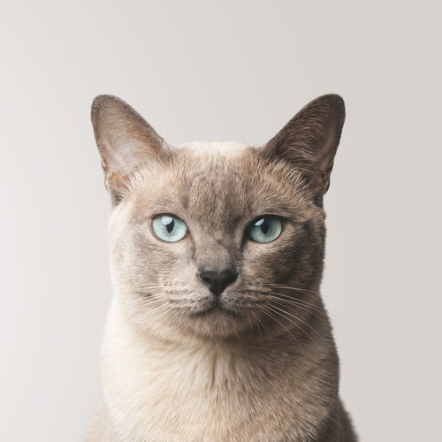 Tonkinese