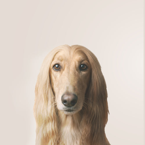 Galgo Afegão