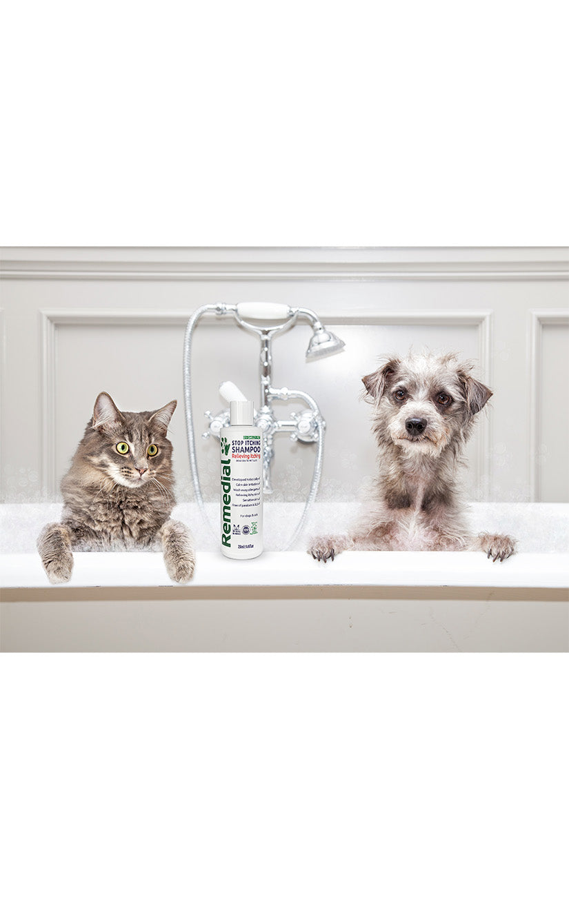 Shampoo antiossidante