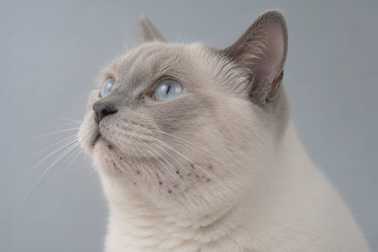 Gato rascándose por problema de piel