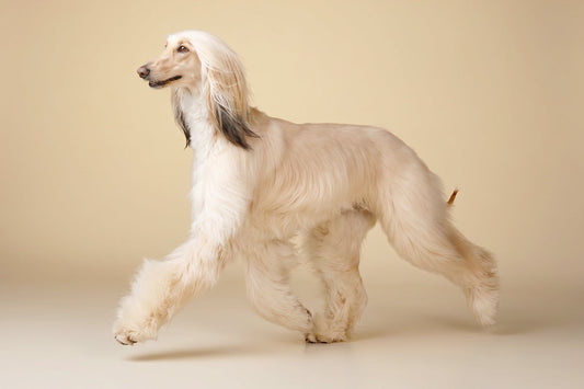 Documento de pedigree canino con información genealógica registrada