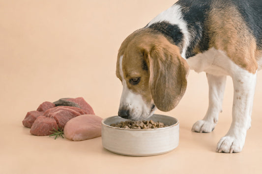 Bolsa de pienso seco con carne fresca para perros sobre fondo blanco