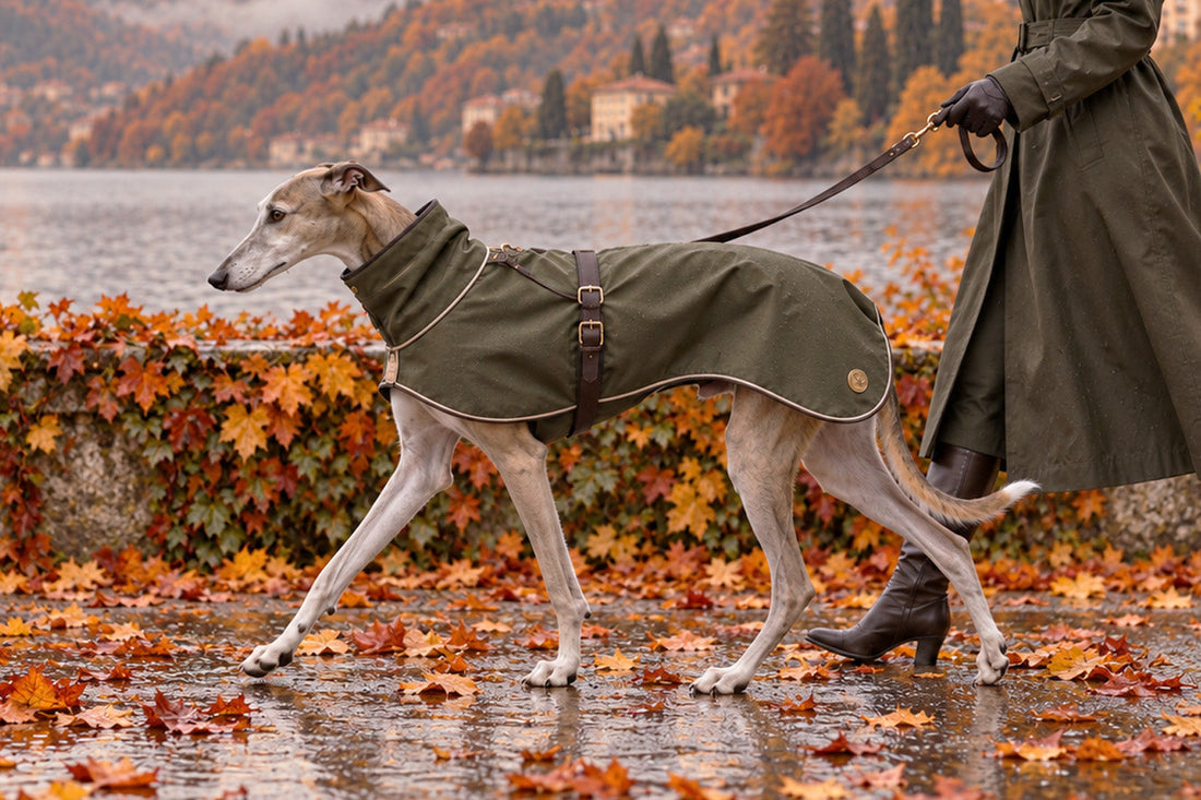 Galgo con abrigo verde paseando con correa entre hojas mojadas a orillas de un lago