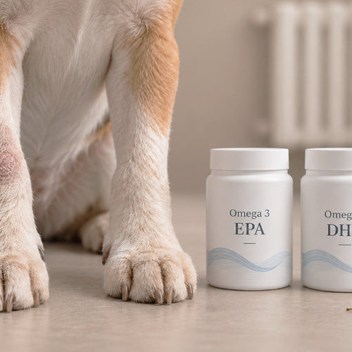 Dry skin and dull coat in dogs in autumn: causes and how to improve with nutrition