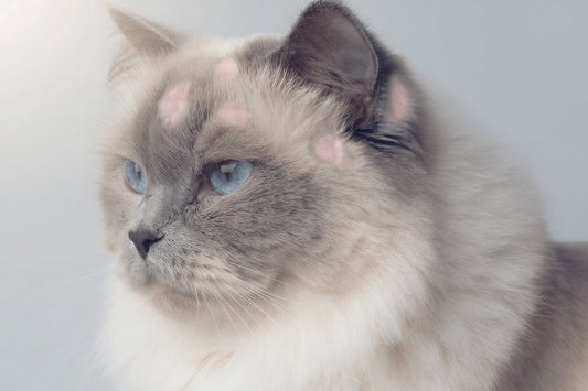 Artículo sobre tiña en gatos: causas, síntomas y opciones de tratamiento