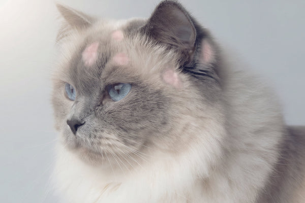 Artículo sobre tiña en gatos: causas, síntomas y opciones de tratamiento