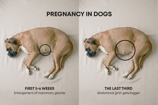 Información sobre embarazo en perras: detección y cuidados necesarios