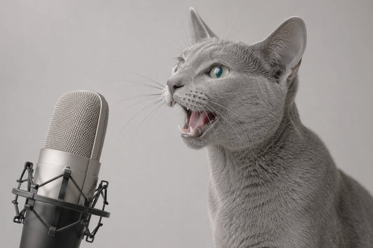 Artículo sobre causas de afonía y pérdida de voz en gatos domésticos