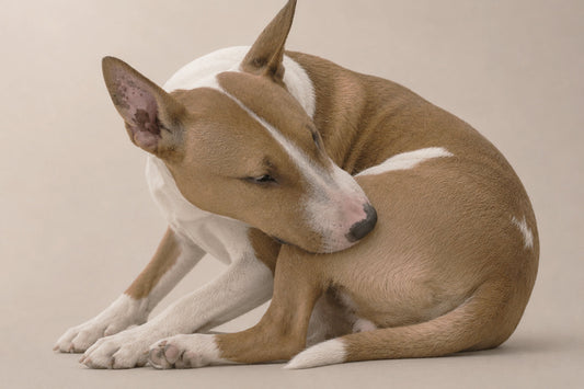 Perro con irritación en la piel por picor