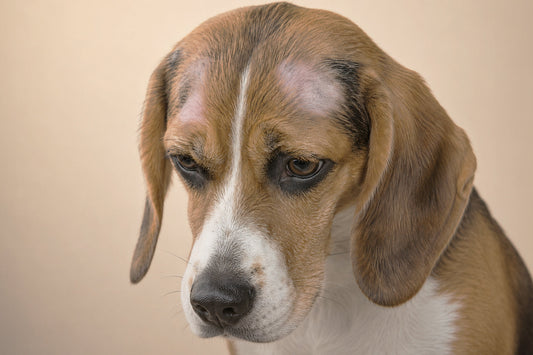 Perro de pelaje largo durante el cepillado para controlar la caída de pelo