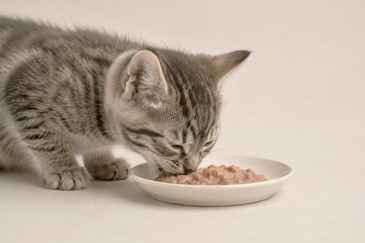 Gato de tres meses junto a su plato de alimento