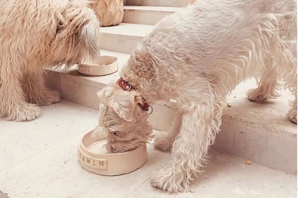 'Living' la vita da cani: l'universo canino si raffina con cure 'premium', hotel con spa e collezioni di moda abbinate ai padroni