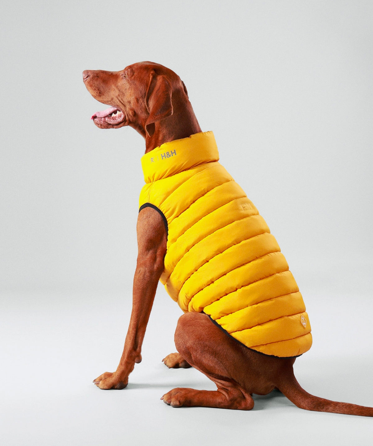 Hackett dog puffer