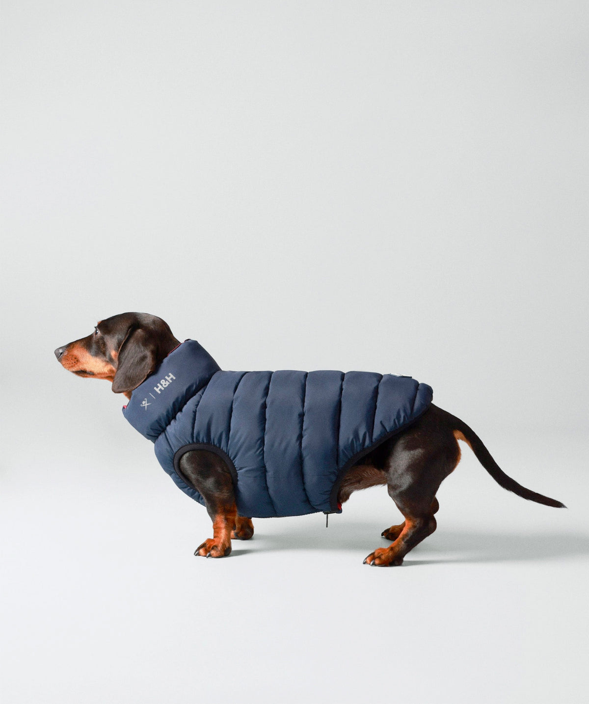 Hackett dog puffer