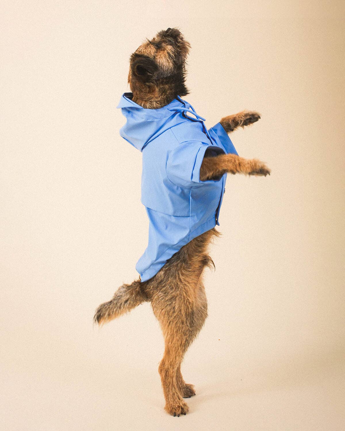 Blue Dog Raincoat - impermeável