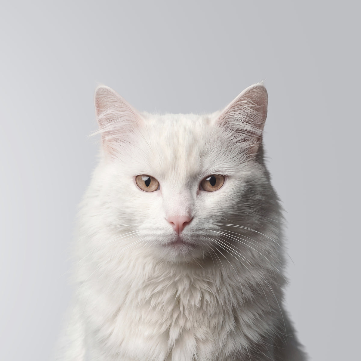 Kot Angora turecki