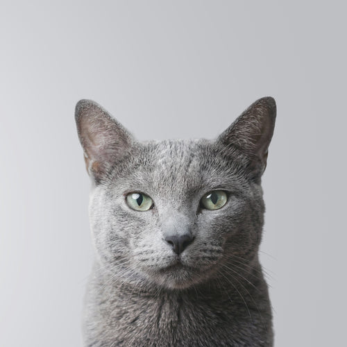 Azul Ruso