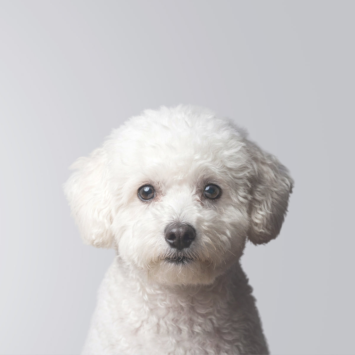 Bichón Maltés