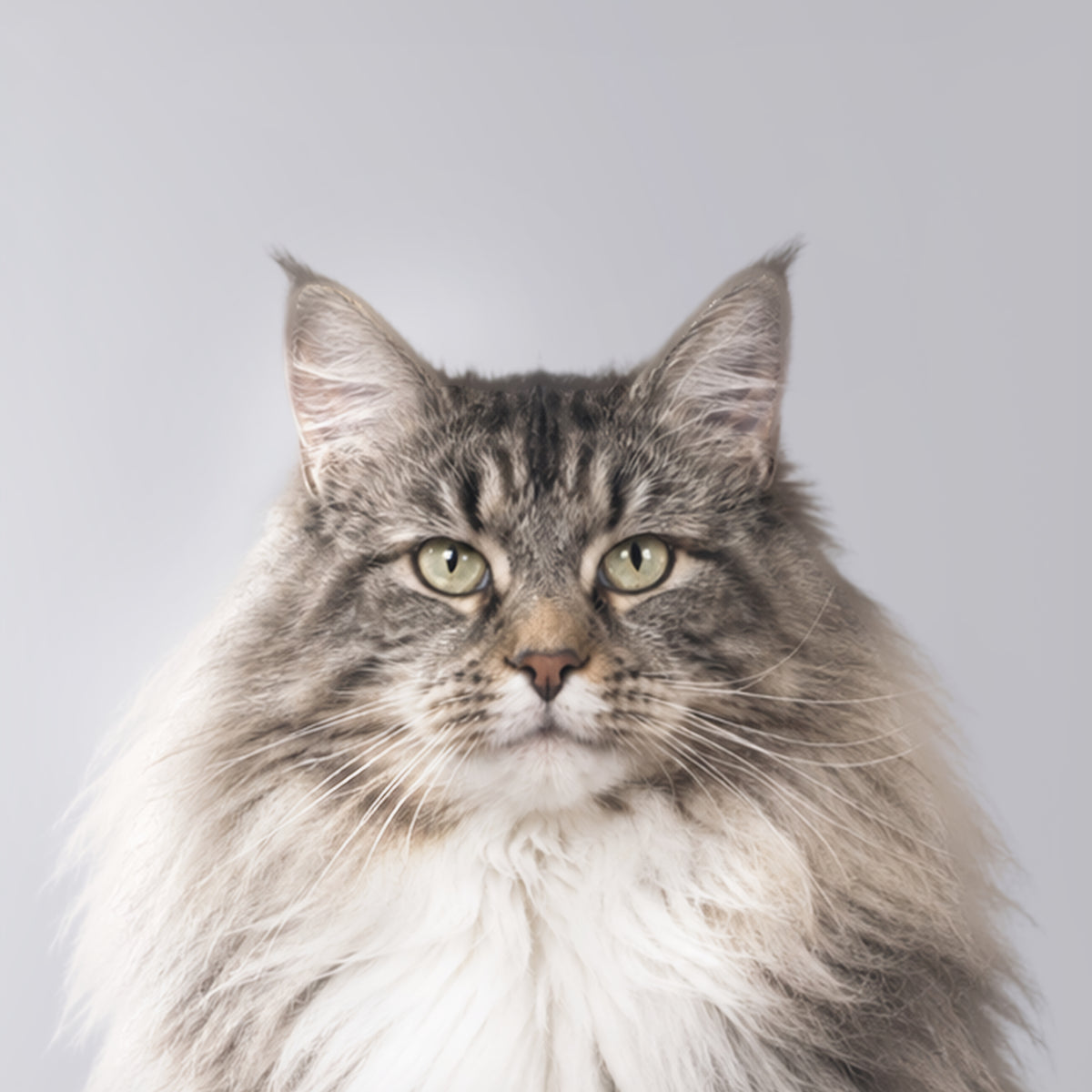 Norwegische Waldkatze