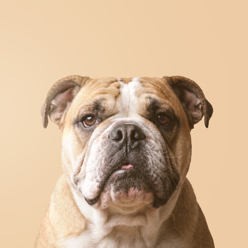 Bulldog Inglés