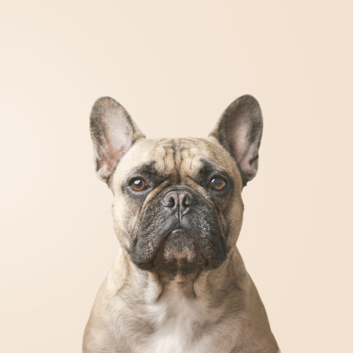 Buldog francuski