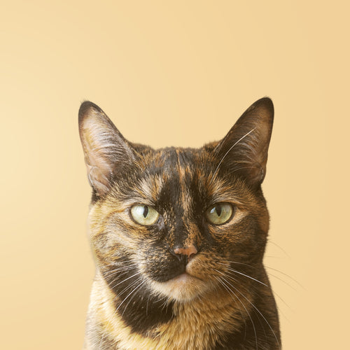 Tortoiseshell cat