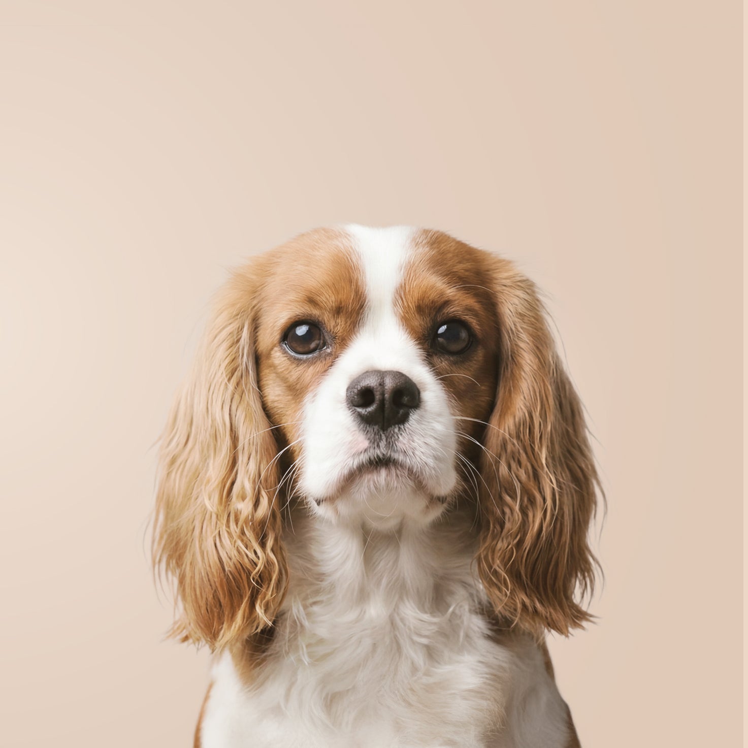 Cavalier King Charles-spaniël