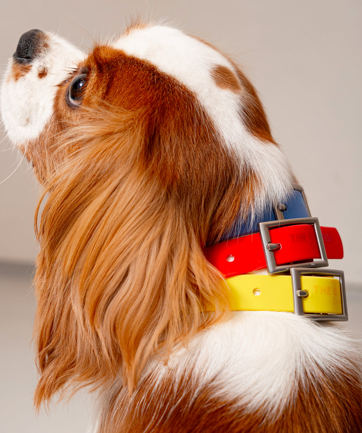 Smart Dog Collar - Multicolore