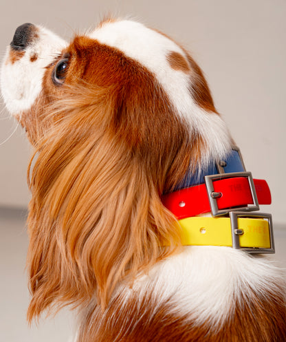 Smart Dog Collar - Multicolore