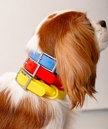 Smart Dog Collar - Multicolore