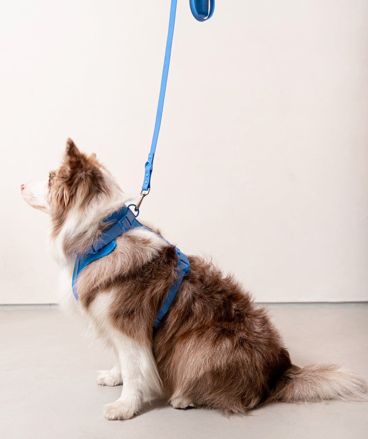 Smart Dog Leash - Blu