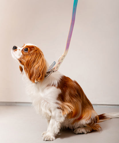 Smart Dog Collar