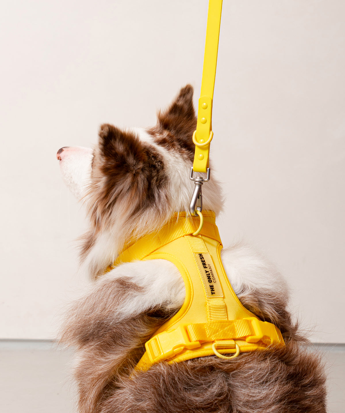 Smart Harness - Gelb
