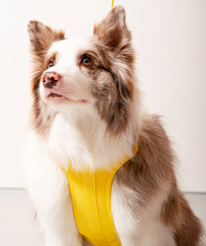 Smart Harness - Gelb