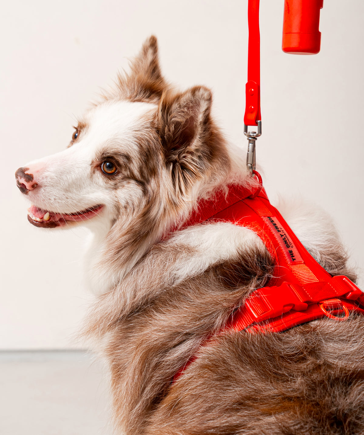 Smart Harness