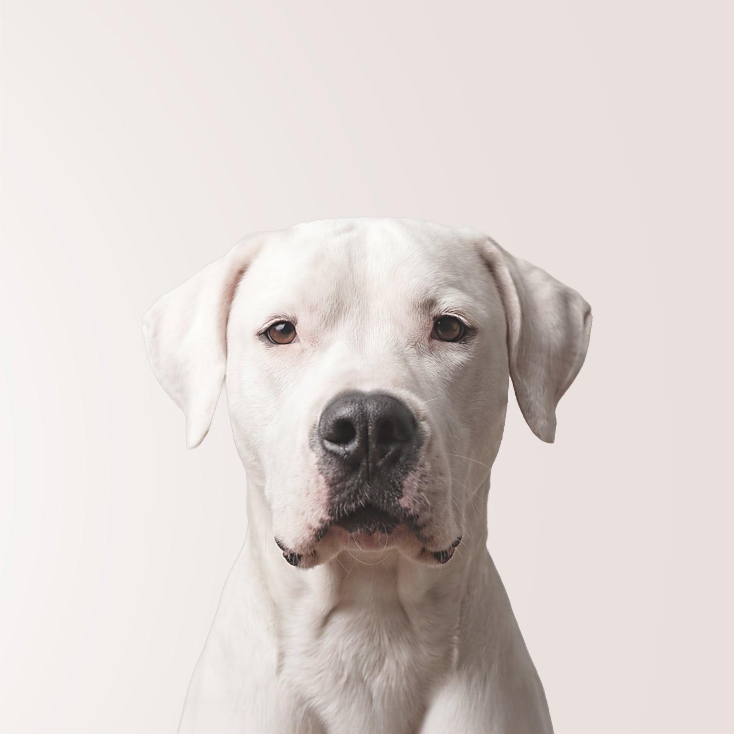 Argentijnse dog