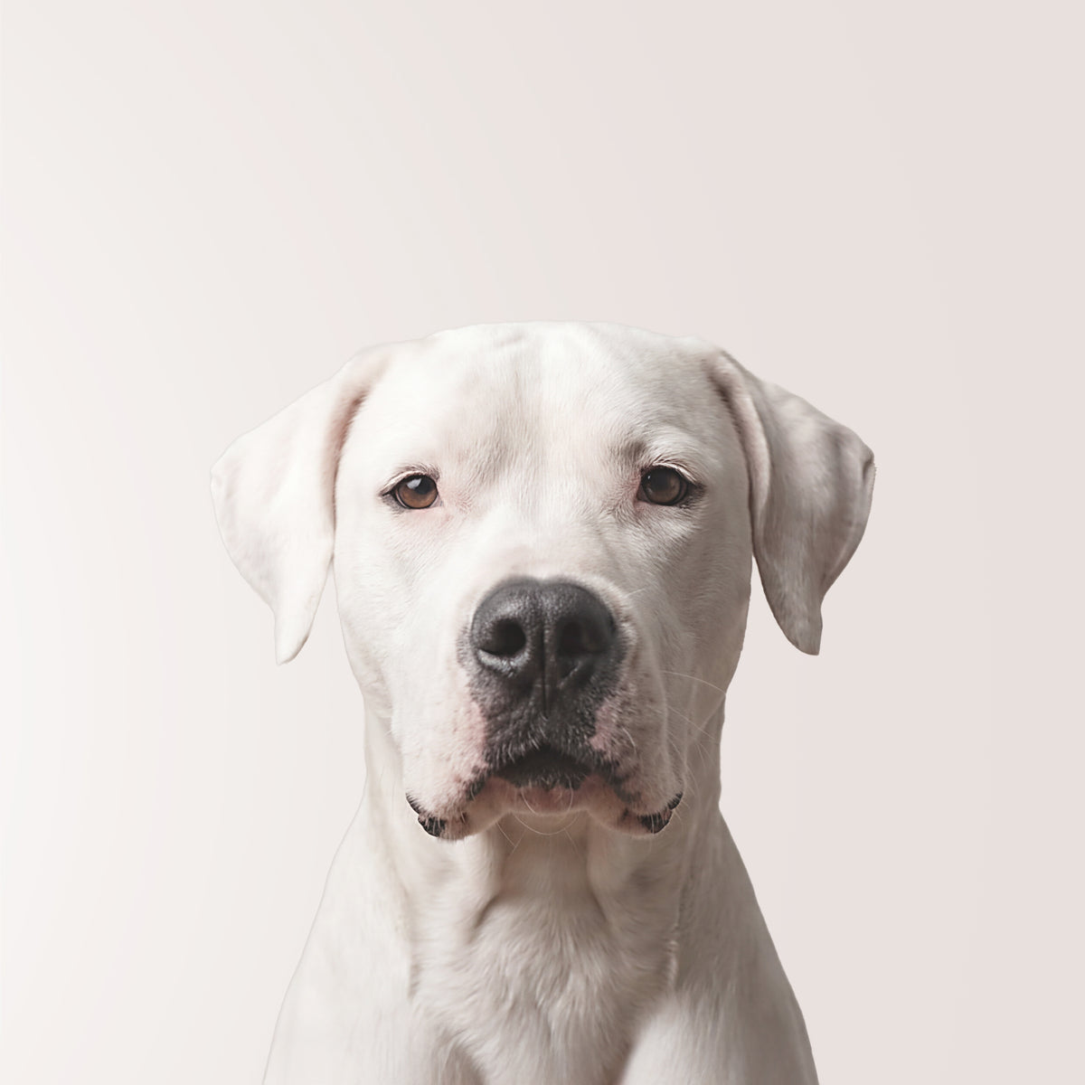 Dogo Argentino