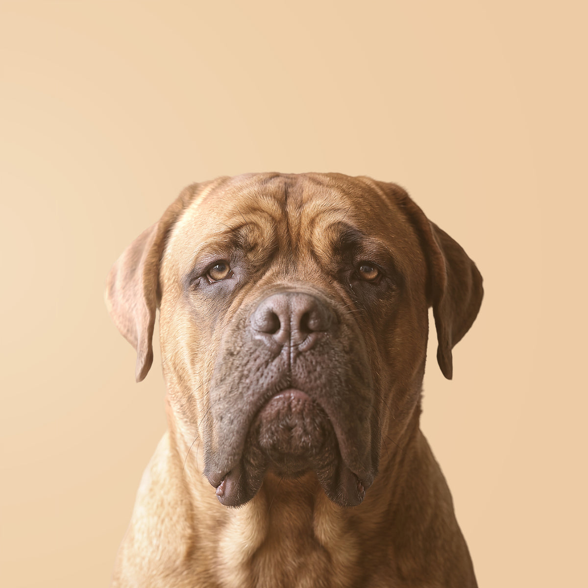 Dog z Bordeaux