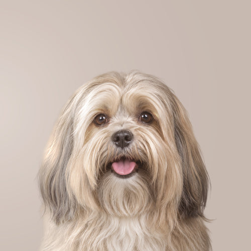 Lhasa Apso
