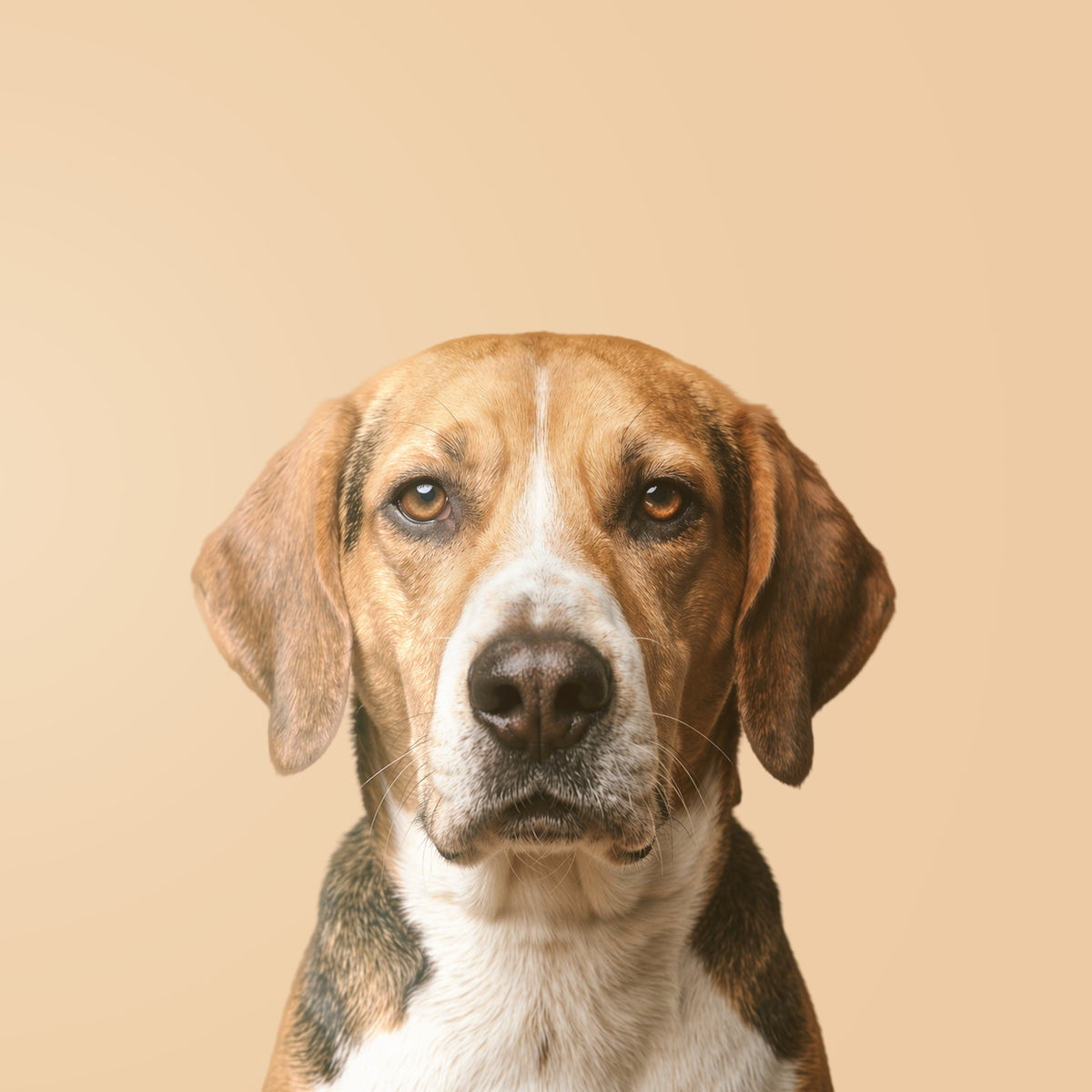 Foxhound